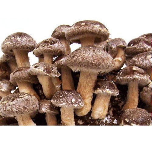 Brown Color Organic Shiitake Mushroom