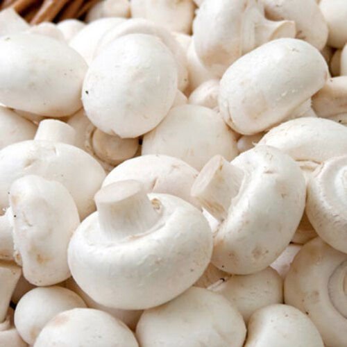 Natural Taste and Healthy White Button Mushroom Packed in Polythene Bag Plastic Container