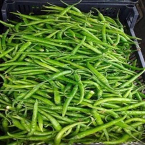 Size 5 cm Spicy Healthy Fresh Green Chilli Packed in Net Box