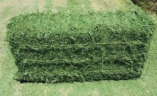 Customized Alfalfa Hay For Animal Feeding