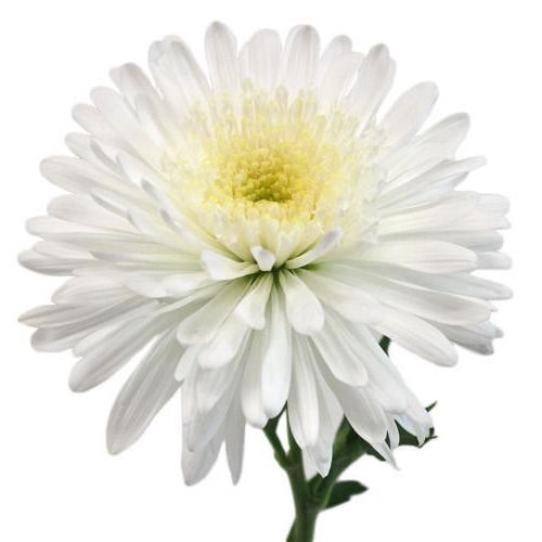Big Size Organically Bloomed Naturally Fresh Attractive White Gerbera Flower