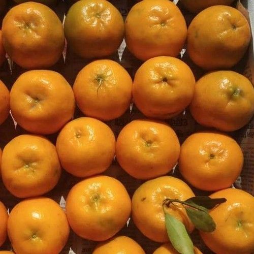 Fresh Orange Fruits - Whole, Sweet Round Shape | Healthy & Nutritious, Food Grade Quality