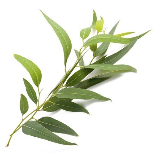 Fresh And Herby Steam Distilled Eucalyptus Essential Oil Age Group: Old Age