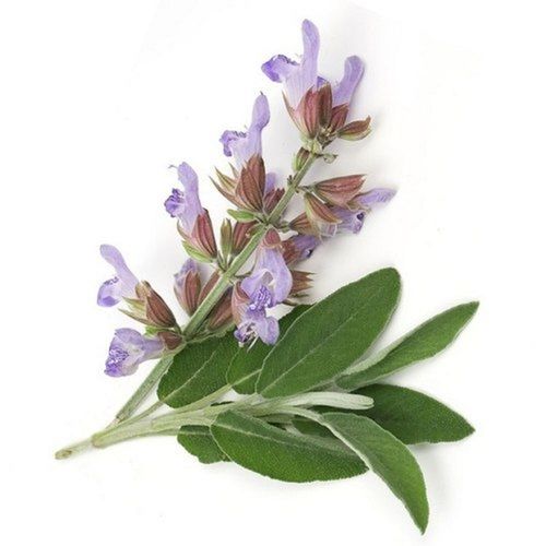 Hygienic Good For Health Clary Sage Essential Oil