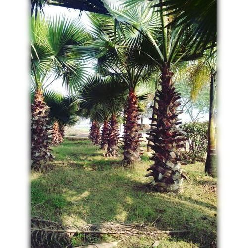 Long Type Naturally Rooted Organic Fertilizer Grown Green Washingtonia Palm Plant