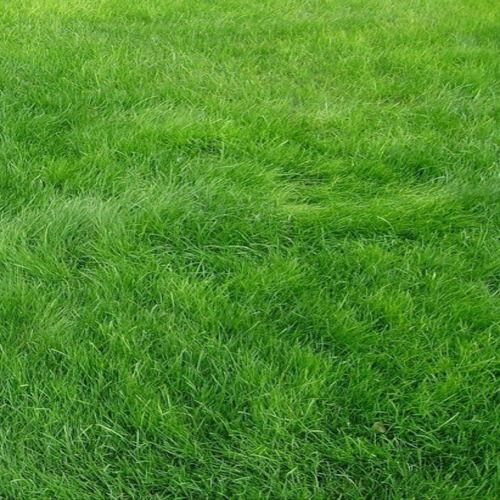Naturally Grown And Specially Selected Smooth And Dense Attractive Green Lawn Cum Garden Grass