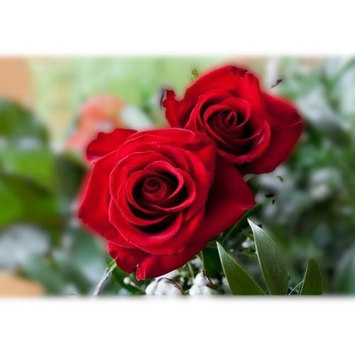 Organic And Well Watered Natural Fresh And Fragrance Full Red Big Size Rose Flower Plant