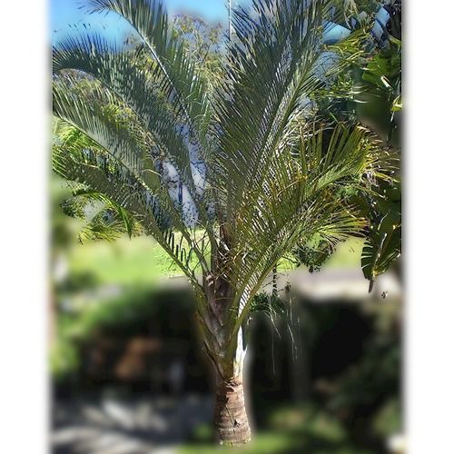 Organically Rooted And Grown Feather Shaped Full Of Leaves Green Palm Tree