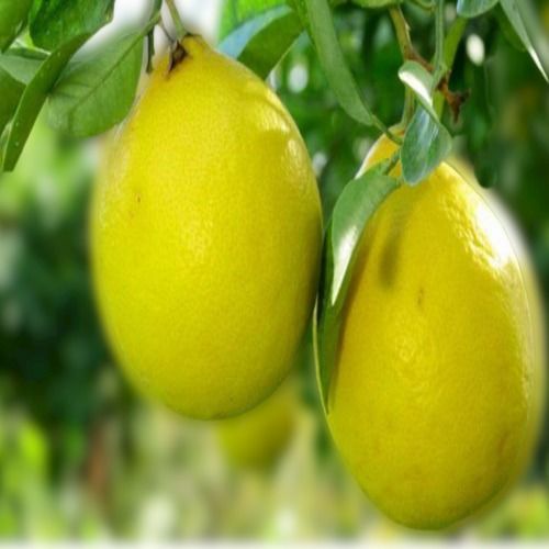 Pure Natural Big Size Clean Organic Fresh A Grade Indian Lemon
