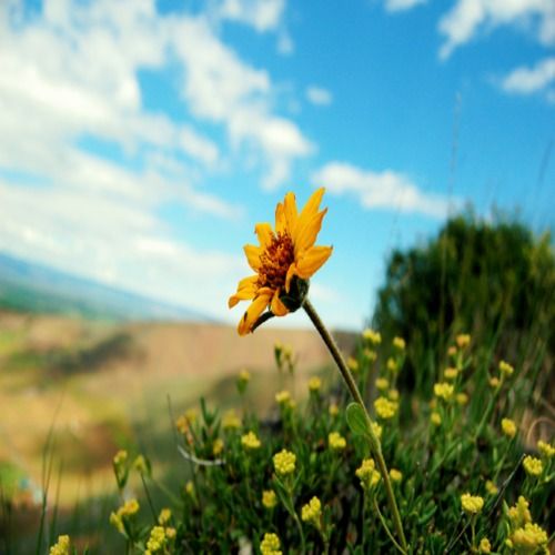 Well Drained Soil Specific Enabled Naturally Grown Fresh Yellow Mountain Flower Plant