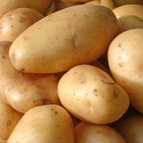 Big Size Natural and Healthy Brown Organic Potato with Pack Size 10-100kg