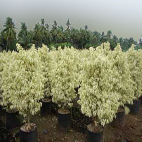 Elegant Tropical Appears Shiny Green And White Easy To Grow Natural Ficus Starlight Plant