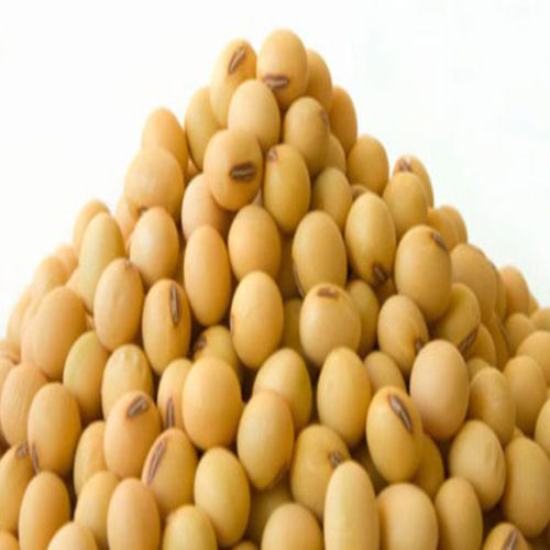 FSSAI Certified High Nutritional Value Dried Organic Indian Soybean Seeds
