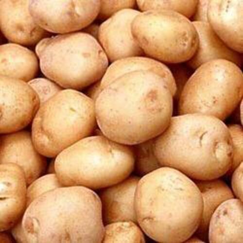 Round & Oval Healthy And Natural Fresh Brown Potato Packed In Gunny Bag