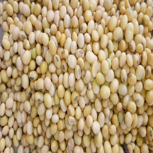 High Nutritional Value Low Moisture Dried Soybean Seeds