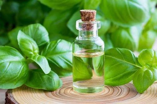 Hygienic Good Quality Basil Essential Oil