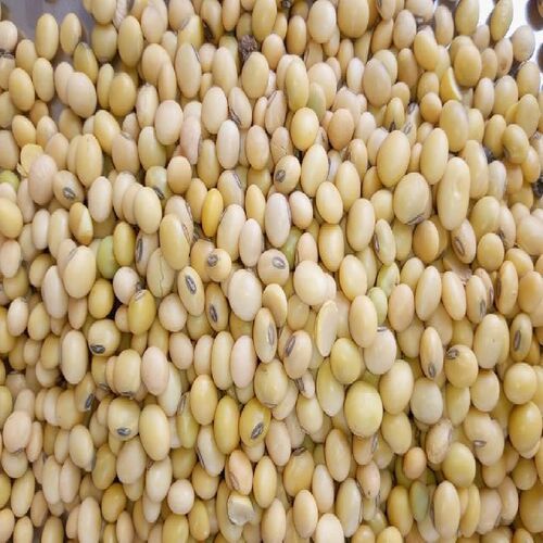 Low In Saturated Fat High Nutritional Value Bold Soybean Seeds
