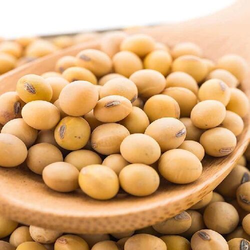 Moisture 13% Fiber Max 6% FSSAI Certified Dried Whole Soybean Seeds