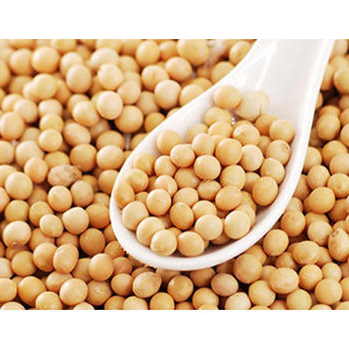 Moisture 13% Fiber Max 6% Protein 40% FSSAI Certified Dried Yellow Soybean Seeds