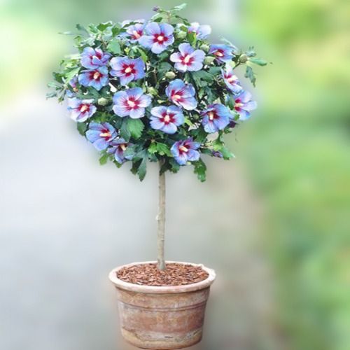 Multicolor Attractive Naturally Grown Fresh Hibiscus Flower Plant For Garden Decoration Shelf Life: 2 To 3 Days