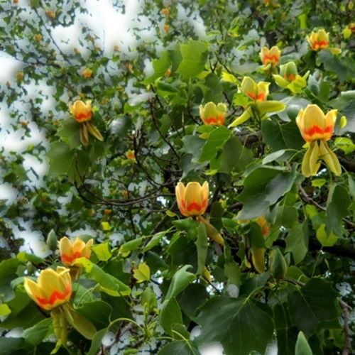 Natural Medicinal Multi Benefits Packed Attractive Organic Fresh Greenish Yellow Tulip Tree