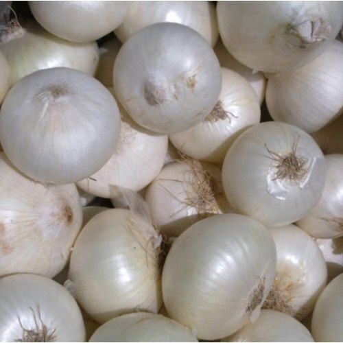 Round & Oval Natural Taste Hygienically Packed Fresh Organic White Onion