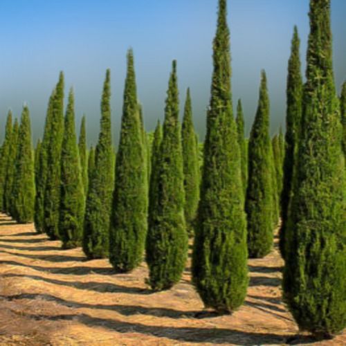 Naturally Attractive And Decorative Green Pyramidical Shaped Cypress Tree With Having Natural Medicinal Properties