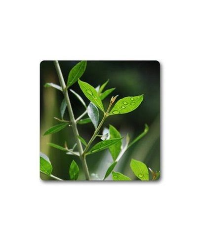 Organic Green Henna Leaf Lawsonia Inermi Powder