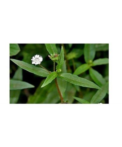 Organic Green Loose Bhringraj Eclipta Prostrata Herb Leaf