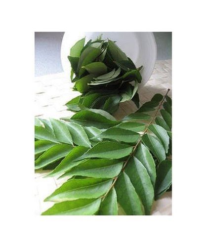 Organic Green Whole Curry Leaf For Cooking
