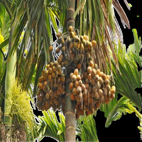 Smooth Trunk And Crown Of Large Pinnate Long Leaves Tall Green Betel Nut Tree Shelf Life: Up To 40 To 60 Years