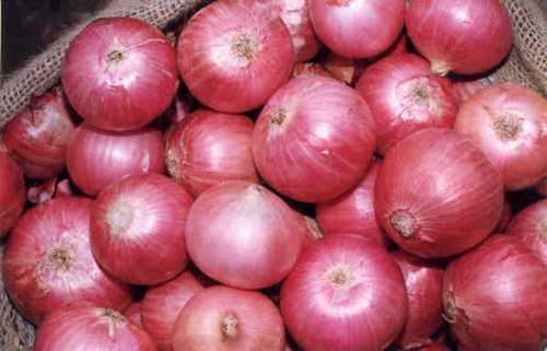 Round All Size Fresh Red Onion Vegetables