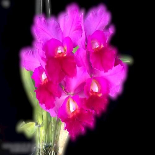 Attractive And With Natural Fragrance Organic Ronald Hausermann Cattleya Medium Size Seedling Orchid Plant