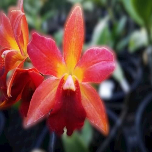 Cattlianthe Varut Star Track X Thiti Variety And Naturally Cultivated Orange Cattleya Medium Size Orchid Flower Plant