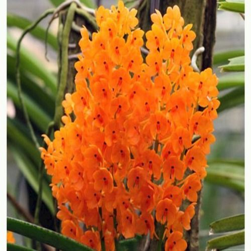 Easily And Naturally Blooming Beautiful Gardening Orange Fresh Species Orchid Plant Shelf Life: 12 To 16 Week