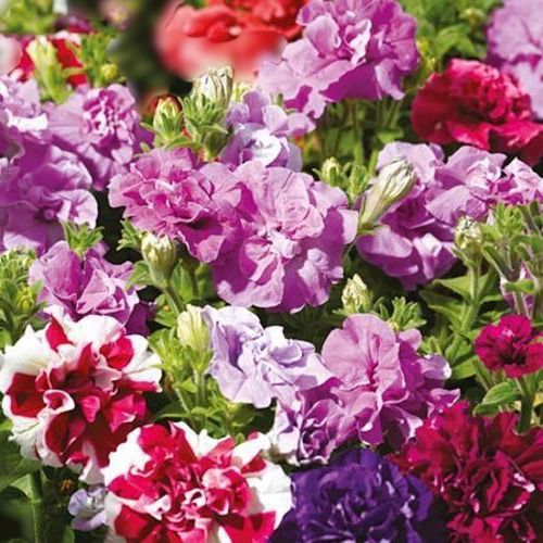 Funnel Shaped And With Smooth Gardening Decorative Multicolor Petunia Flowering Plant Shelf Life: Life Span 2 To 3 Years