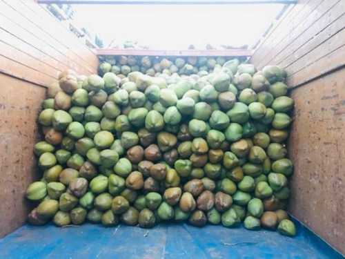 Highly Nutritious And Fat Free Tender Coconuts