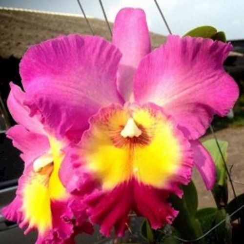 Natural And Attractive Nakornchaisri Variety Fresh Pink Cattleya Seedling Size Orchid Flower Plant