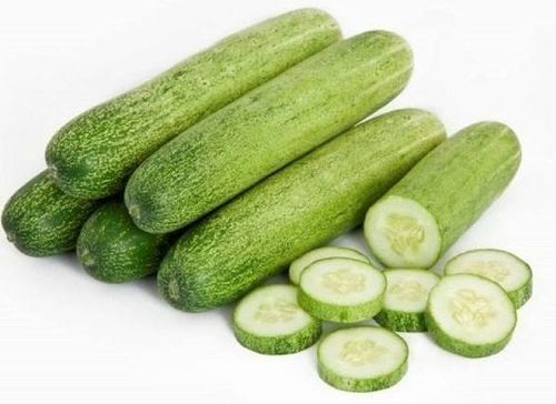 Natural and Healthy Green Organic Fresh Cucumber