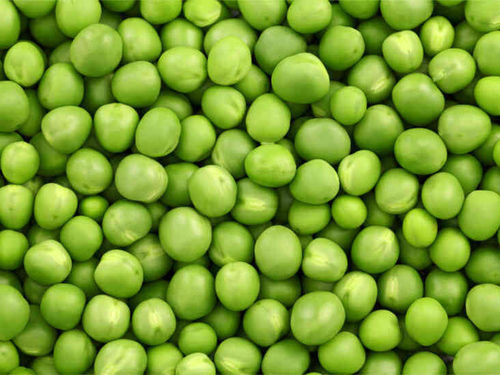  प्राकृतिक स्वाद और स्वस्थ ऑर्गेनिक ताजा हरा मटर प्लास्टिक पैकेट में पैक किया गया 