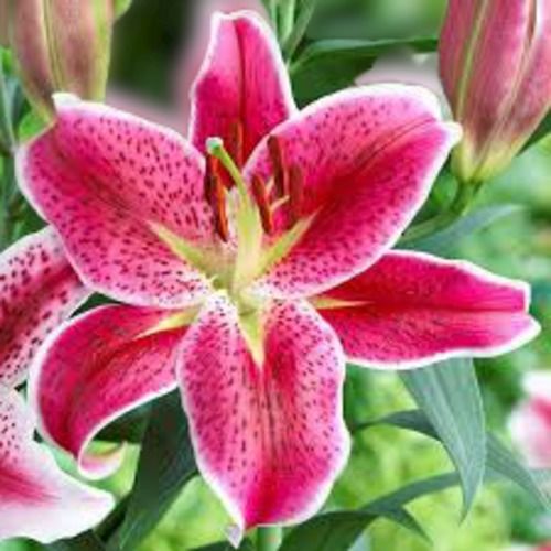Naturally Attractive And Organically Grown Fresh Pink Decorative Lilies