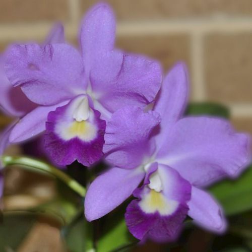 Naturally Cultivated Seedling Size Organic Purple Cattleya Orchid Flower Plant