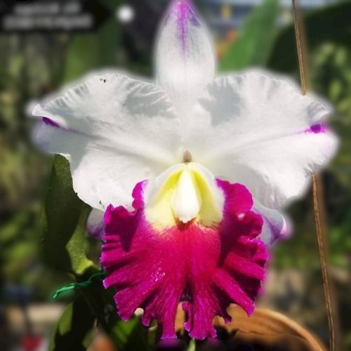 Naturally Fresh And Organic Krichaya Delight Cattleya Medium Size Seedling Orchid Flower Plant