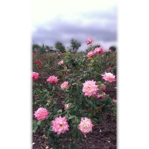 Organic Attractive Big Size Attractive Blooming Pink Rose Flower Natural Plant Shelf Life: 2 To 3 Years