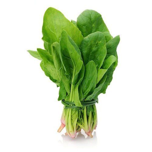 Organic Good Taste Natural and Healthy Fresh Green Spinach