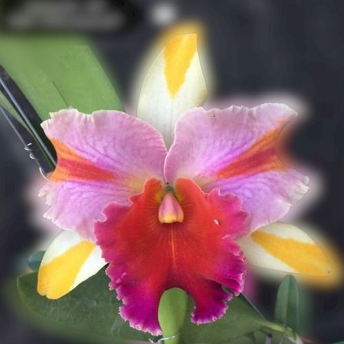 Queen Of Orchid And Most Beautiful Grown With Organic Fertilizer Thailand Cattleya Orchid Plant
