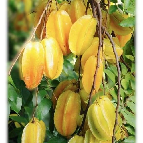 Yellow Anti Inflammatory And Immunity Boosting Capable Natural Quality Star Sugar Fruit Outdoor Plant