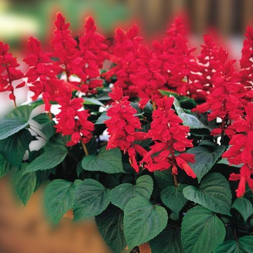 Claw Shaped And With Two Lipped Garden Natural Fresh Attractive Red Salvia Flower Plant
