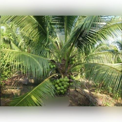 Completely Useful And Multi Health Beneficial Outdoor Green Full Shade Dwarf Coconut Tree Shelf Life: Life Span 30 To 50 Years