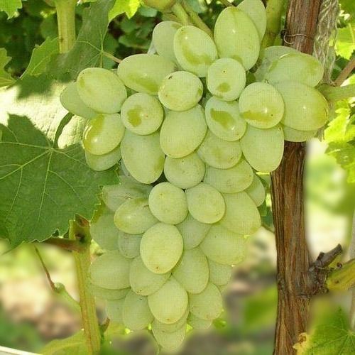 Easy To Grow Premium Quality Organic And Naturally Fresh Green Grapes Outdoor Plant